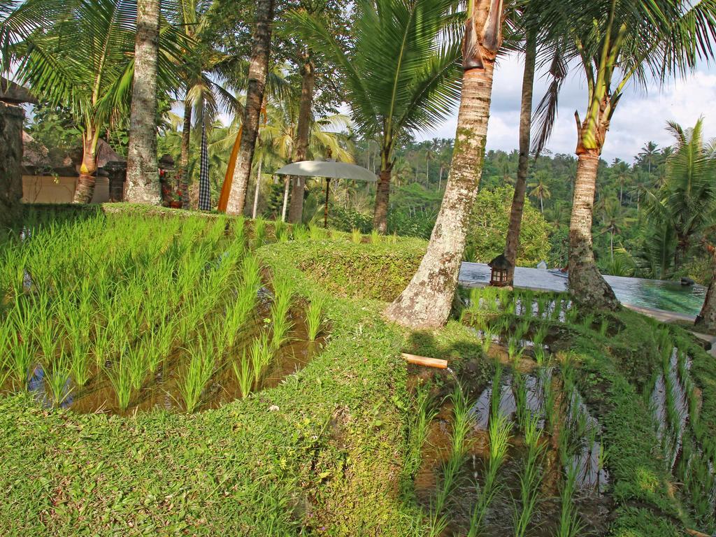 Toya Retreat Villa Tegallalang  Ngoại thất bức ảnh